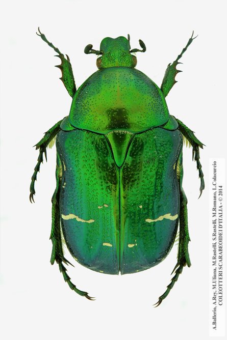 Cetonia aurata aurata